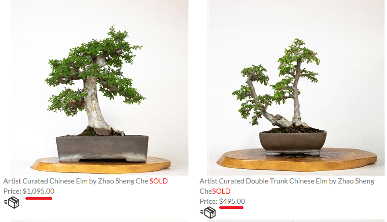 expensive bonsai trees