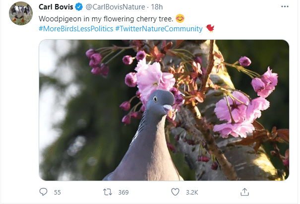 example of a Tweet with image example of a Tweet with image